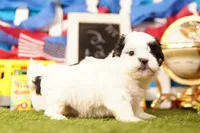 Chicken Wing, a male Havanese and Shih Tzu for sale in Lake Mills, IA – 2 of 3