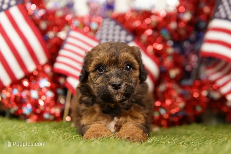 Cheeseburger – Poodle - Miniature , Shichon puppy for sale in Lake Mills, IA