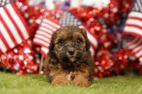 Cheeseburger, a male Poodle - Miniature  and Shichon for sale in Lake Mills, IA – 1 of 4