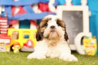 Meringue, a female Shih Tzu for sale in Lake Mills, IA – 5 of 7