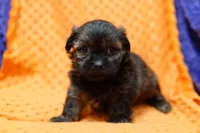 Squeegee, a male Shih Tzu and Shichon for sale in Lake Mills, IA – 2 of 7