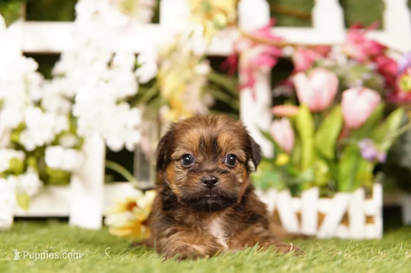 Baa – Shorkie puppy for sale in Lake Mills, IA