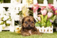 Baa, a female Shorkie for sale in Lake Mills, IA – 1 of 3