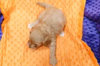 Cowpens, a female Cavapoo for sale in Lake Mills, IA – 2 of 2