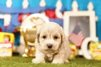 Butter, a male Havapoo for sale in Lake Mills, IA – 2 of 3