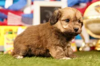 Hercules, a male Shichon and Bichpoo for sale in Lake Mills, IA – 3 of 3