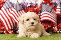 Duffy, a male Schnoodle and Poodle - Miniature  for sale in Lake Mills, IA – 4 of 5