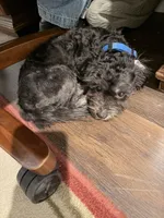 Jake, a male Shihpoo for sale in Lake Mills, IA – 6 of 9