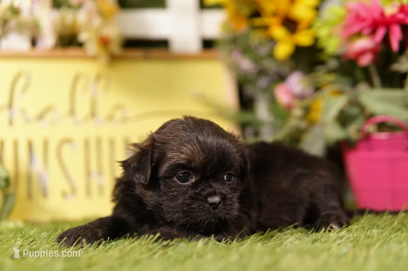 Michelob – Shih Tzu, Peek-A-Pom puppy for sale in Lake Mills, IA