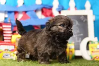 Squeegee, a male Shih Tzu and Shichon for sale in Lake Mills, IA – 5 of 7