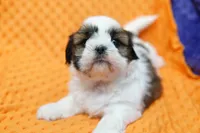Meringue, a female Shih Tzu for sale in Lake Mills, IA – 7 of 7
