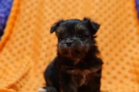 Squeegee, a female Shorkie for sale in Lake Mills, IA – Photo 1 of 3