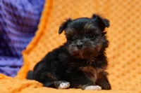 Squeegee, a female Shorkie for sale in Lake Mills, IA – Photo 3 of 3