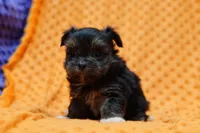 Squeegee, a female Shorkie for sale in Lake Mills, IA – Photo 2 of 3