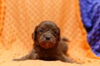 Princeton, a female Cavapoo for sale in Lake Mills, IA – 2 of 3
