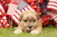 Buick, a male Shih Tzu and Maltipom for sale in Lake Mills, IA – 2 of 3