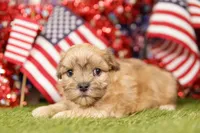 Buick, a male Shih Tzu and Maltipom for sale in Lake Mills, IA – 3 of 3