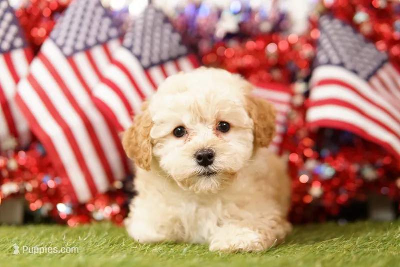 Fluffy – Schnoodle, Poodle - Miniature  puppy for sale in Lake Mills, IA