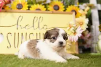 Ross, a male Havanese and Shih Tzu for sale in Lake Mills, IA – Photo 3 of 3