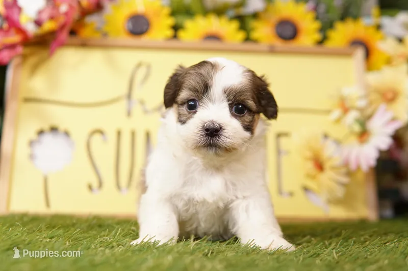 Ross – Havanese, Shih Tzu puppy for sale in Lake Mills, IA