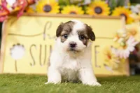 Ross, a male Havanese and Shih Tzu for sale in Lake Mills, IA – Photo 1 of 3