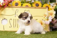 Ross, a male Havanese and Shih Tzu for sale in Lake Mills, IA – Photo 2 of 3