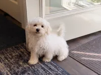 M&M, a female Maltese for sale in Lake Mills, IA – 2 of 7