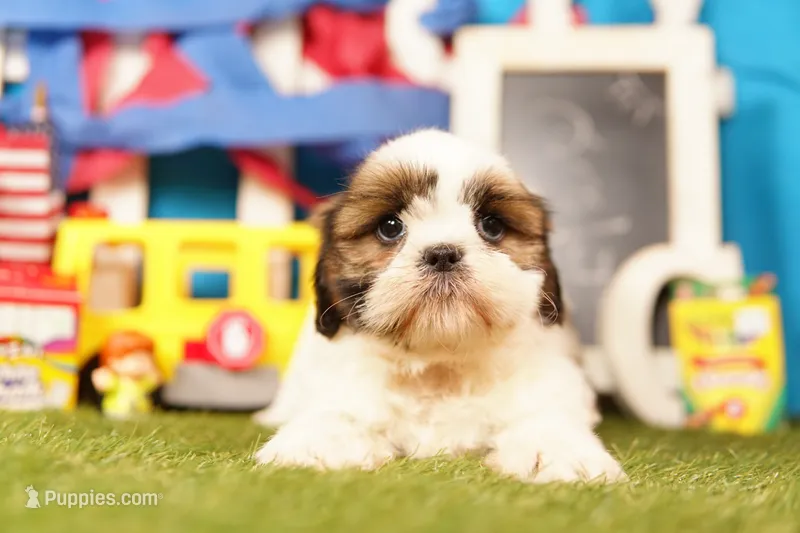 Meringue – Shih Tzu puppy for sale in Lake Mills, IA