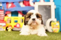 Meringue, a female Shih Tzu for sale in Lake Mills, IA – 1 of 7