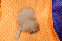 Trenton, a male Cavapoo for sale in Lake Mills, IA – 2 of 2