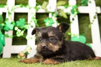 Rolex, a male Shorkie for sale in Lake Mills, IA – Photo 5 of 6