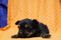 Rolex, a male Shorkie for sale in Lake Mills, IA – Photo 3 of 6