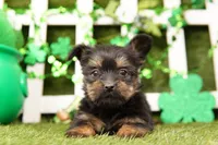 Rolex, a male Shorkie for sale in Lake Mills, IA – Photo 1 of 6