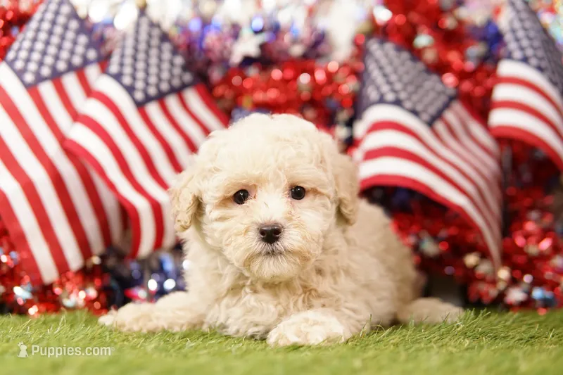 Duffy – Schnoodle, Poodle - Miniature  puppy for sale in Lake Mills, IA