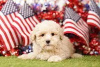 Duffy, a male Schnoodle and Poodle - Miniature  for sale in Lake Mills, IA – 1 of 5