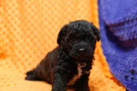 Enchilada, a male Bichon Frise and Schnoodle for sale in Lake Mills, IA – 2 of 6