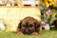 Toaster, a male Shihpoo for sale in Lake Mills, IA – 2 of 3