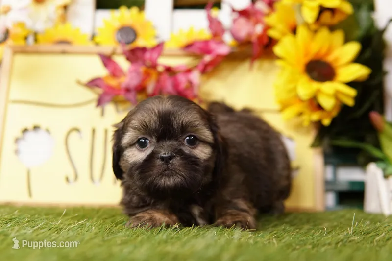 Bubbles – Shih Tzu puppy for sale in Lake Mills, IA