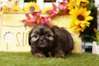 Bubbles, a male Shih Tzu for sale in Lake Mills, IA – Photo 1 of 5