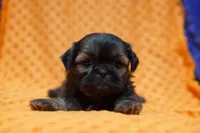 Bubbles, a male Shih Tzu for sale in Lake Mills, IA – Photo 2 of 5