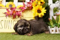 Bubbles, a male Shih Tzu for sale in Lake Mills, IA – Photo 4 of 5