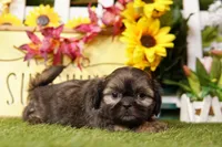 Bubbles, a male Shih Tzu for sale in Lake Mills, IA – Photo 5 of 5