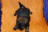 Bubbles, a male Shih Tzu for sale in Lake Mills, IA – Photo 3 of 5