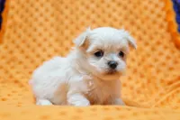 Gold, a male Pekingese and Maltipom for sale in Lake Mills, IA – Photo 3 of 6