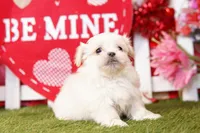 Gold, a male Pekingese and Maltipom for sale in Lake Mills, IA – Photo 6 of 6