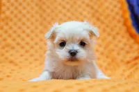 Gold, a male Pekingese and Maltipom for sale in Lake Mills, IA – Photo 4 of 6