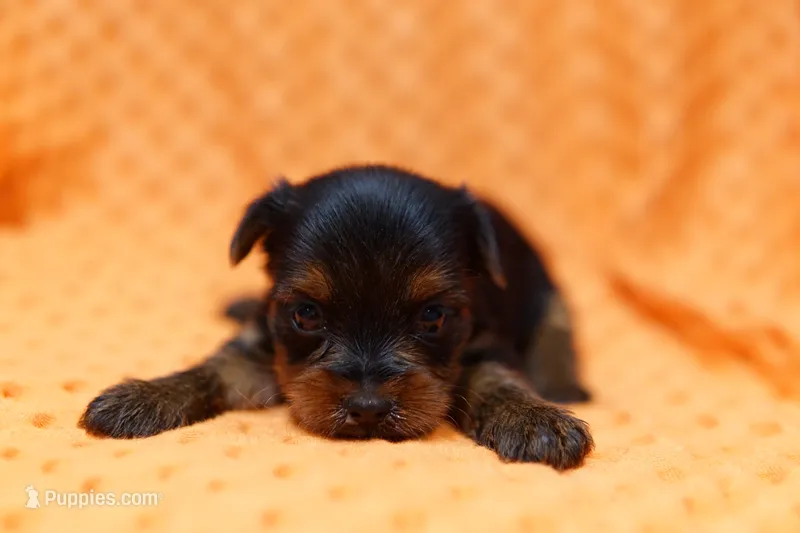 Roman Candle – Yorkshire Terrier puppy for sale in Lake Mills, IA