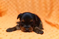 Roman Candle, a female Yorkshire Terrier for sale in Lake Mills, IA – 1 of 2