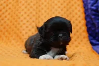 Mercury, a male Puggle and Shih Tzu for sale in Lake Mills, IA – Photo 1 of 2