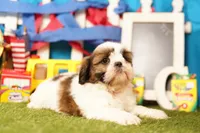Meringue, a female Shih Tzu for sale in Lake Mills, IA – 6 of 7